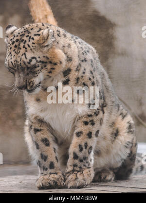 Snow leopard (panthera uncia) sitting and looking down Stock Photo