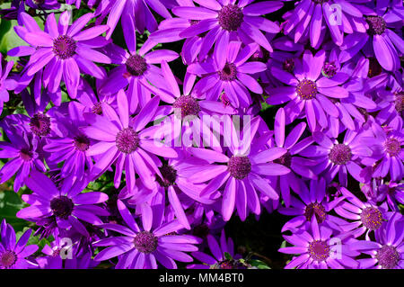purple flowering senetti flowers, norfolk, england Stock Photo