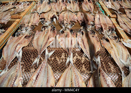 Mackerel drying in the sun, a delicacy to eat. Peniche, Portugal Stock Photo