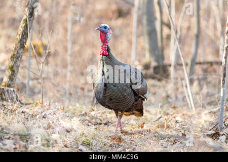 Eastern Wild Turkey Stock Photo