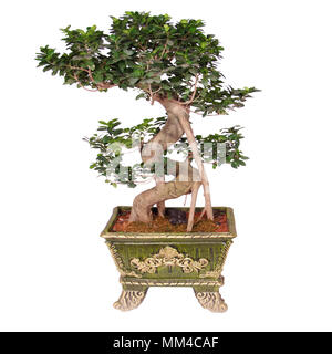 Chinese green bonsai tree Isolated on white background Stock Photo - Alamy