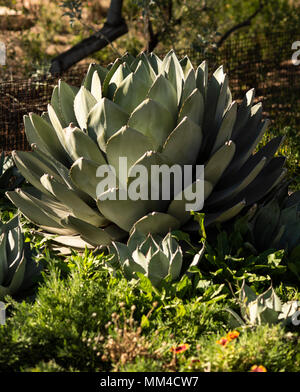 Agave Plant, Phoenix Botanical Garden, Phoenix, Arizona, USA Stock Photo