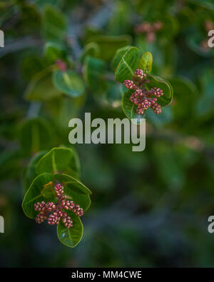 Flower Buds, Phoenix Botanical Gardens, Phoenix, Arizona Stock Photo