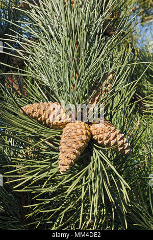 maritime pine, group of cones and leaves Stock Photo