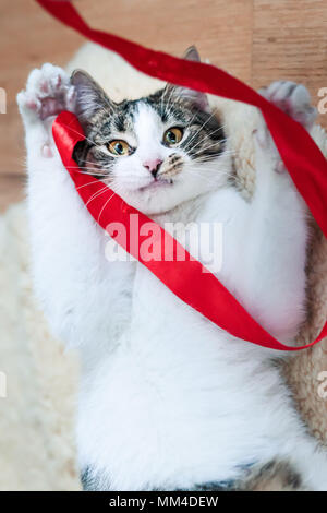 Cat playing a red ribbon on a floor. View from above Stock Photo
