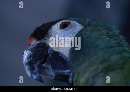 Green Head Of A Blue-Winged Macaw (primolius maracana) Stock Photo