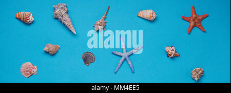 Different seashells on blue background  Stock Photo