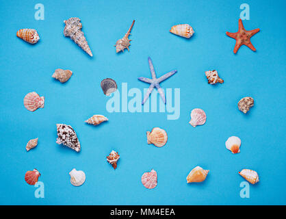 Different seashells on blue background  Stock Photo