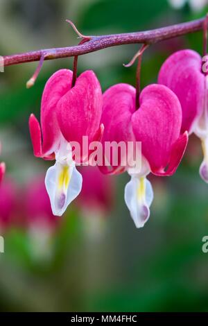 Lamprocapnos spectabilis bleeding hear Stock Photo