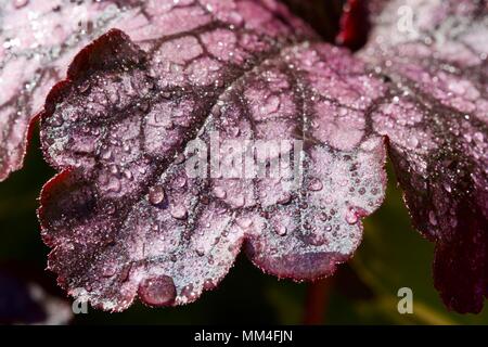 Heuchera ‘Cherry Cola’ Stock Photo