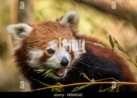 The Red Panda or also known as the Red Cat-Bear. It is slightly larger than a domestic cat and is mosty found in the Eastern Himalaya's Stock Photo