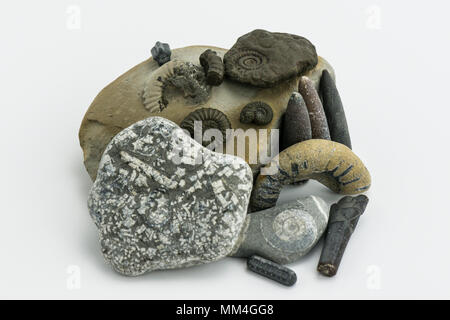 A collection of fossils found on the Jurassic Coast including belemnites, ammonites and crinoid stems