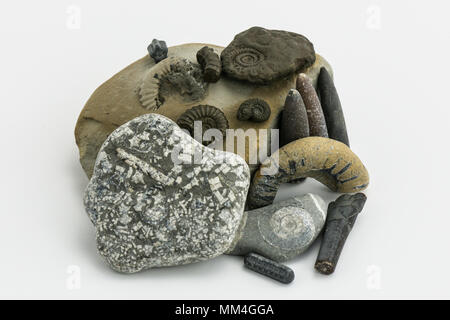 A collection of fossils found on the Jurassic Coast including belemnites, ammonites and crinoid stems