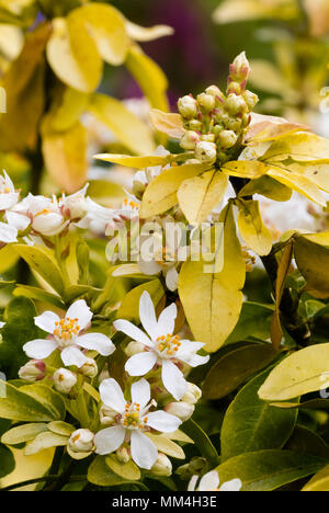 Yellow foliage and white flowers of the evergreen Mexican orange blossom shrub, Choisya ternata 'Sundance' Stock Photo