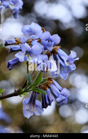 Blue Spring flowers of the hardy foxglove tree, Paulownia tomentosa. Stock Photo