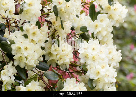 Heavy trusses of large cream flowers of the evergreen tree Rhododendron, Rhododendron 'Cornish Cream' Stock Photo