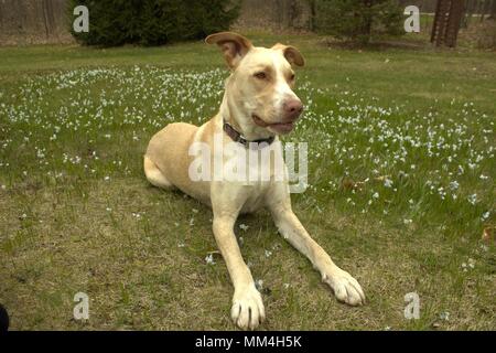 Dog Laying Down In A Yard Of Wildflowers Stock Photo