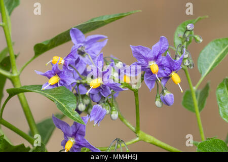 Blue-violet flowers of the hardy, semi evergeen potato vine, Solanum crispum 'Glasnevin' Stock Photo