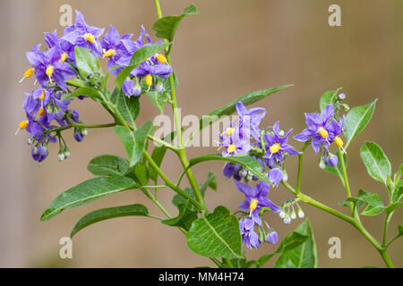 Blue-violet flowers of the hardy, semi evergeen potato vine, Solanum crispum 'Glasnevin' Stock Photo