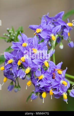 Blue-violet flowers of the hardy, semi evergeen potato vine, Solanum crispum 'Glasnevin' Stock Photo