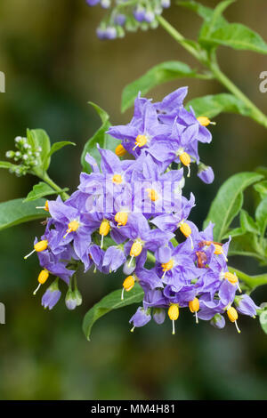 Blue-violet flowers of the hardy, semi evergeen potato vine, Solanum crispum 'Glasnevin' Stock Photo