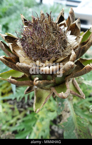 Drying Globe artichoke, Cynara cardunculus var. scolymus, Cynara scolymus Stock Photo