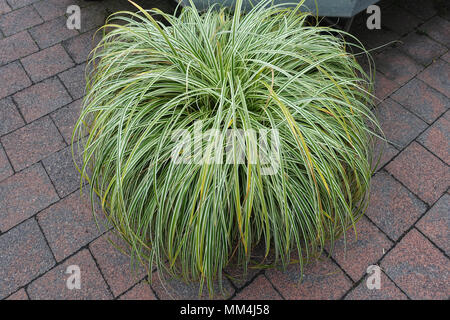 Carex Feather Falls Plant Stock Photo