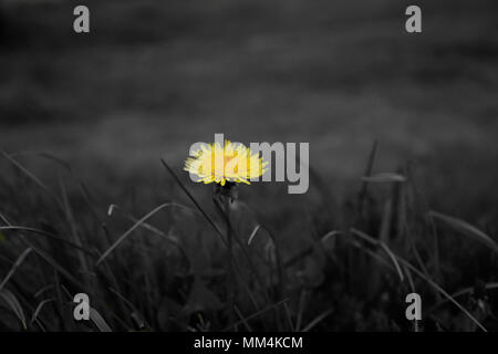 Dandelion on black and white background Stock Photo