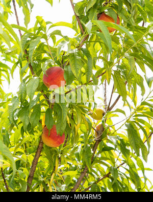 several ripe peaches hanging on a peach tree waiting to be harvested. Stock Photo