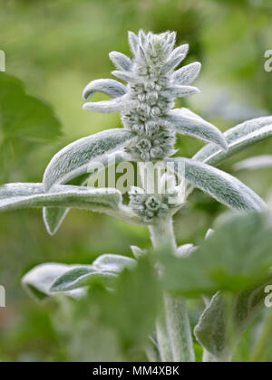 Top part of Lamb's-Ear, or Woolly Hedgenettle plant with stem, leaves and flower buds. Scientific name: Stachys byzantina (syn. Stachys lanata). Stock Photo
