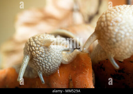 Two Snails and carrot Stock Photo