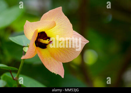 Portia flower Stock Photo
