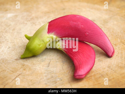 Vegetable Humming Bird Sesban Agasta (Sesbania grandiflora Desv. in science name or Dok Kae in Thai) Stock Photo