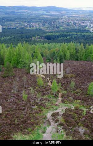 Conifer Plantation Tree Tops. Abstract Landscape of Various Shades of Green. Scotty Hill, Banchory, Scotland, UK. May, 2018. Stock Photo