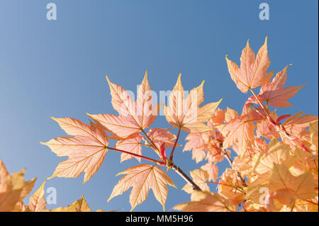Vivid orange yellow new maple leaves opening up in spring against blue early summer day sky Stock Photo