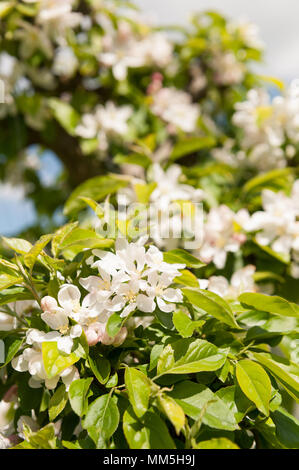 Prolific abundance of crab apple flowers blossom on pruned spring flowering tree with some fine cotton thread inter laced to stop pigeons eating buds Stock Photo