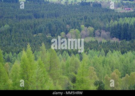 Conifer Plantation Tree Tops. Abstract Landscape of Various Shades of Green. Scotty Hill, Banchory, Scotland, UK. May, 2018. Stock Photo