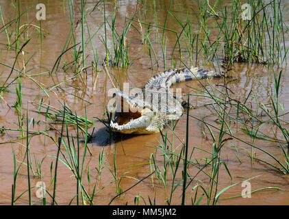 The yawning Nile crocodile in Chamo lake, Nechisar national park, Ethiopia Stock Photo