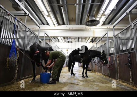 A member of the Household Calvary grooms horses in the Stable Lines during a facility to see The Household Cavalry Mounted Regiment preparations for the forthcoming Royal Wedding at Hyde Park Barracks, central London. Stock Photo