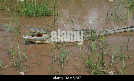 The yawning Nile crocodile in Chamo lake, Nechisar national park, Ethiopia Stock Photo