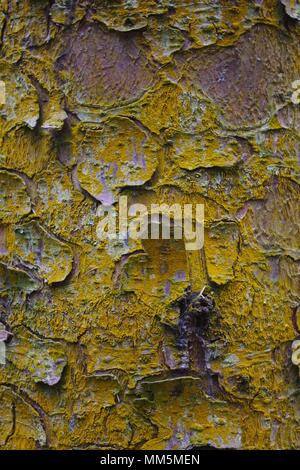 Abstract Natural Background of Yellow Rust on Pine Tree Bark. Scotty Hill, Aberdeenshire, Scotland, UK. May, 2018. Stock Photo