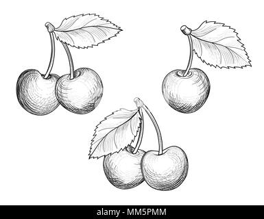 Cherry branch set. Hand drawn berry collection. Fesh cherry sketch in retro style. Summer fruit detailed vegetarian food. Stock Vector