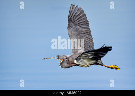 Tricolored heron flying over water. Stock Photo