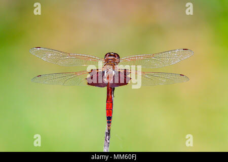 Red Saddlebags basking in the sun. Stock Photo