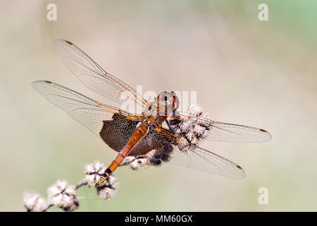 Red Saddlebags basking in the sun. Stock Photo