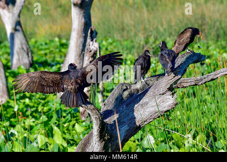 Vultures warming up in the morning sun Stock Photo