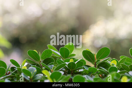 Weeping fig leaves on bokeh nature background, selective focus and copy space for input text Stock Photo