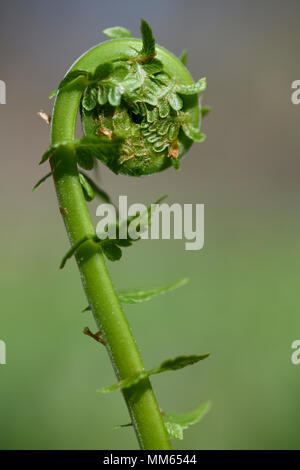 Close up of uncurling Matteuccia struthiopteris Ostrich Fern fiddlehead in a Spring forest with tiny leaves Stock Photo