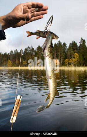 procedure of pike fishing in special trap, install kind of fishing