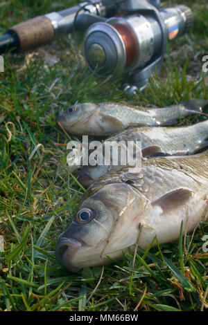 Fishing for white carp, Prussian carp, crucian carp in north ponds ...